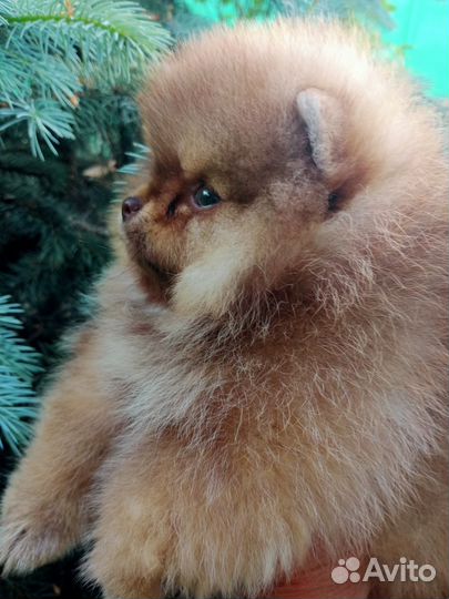 Шоколадный соболь померанский шпиц