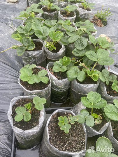 Рассада клубники