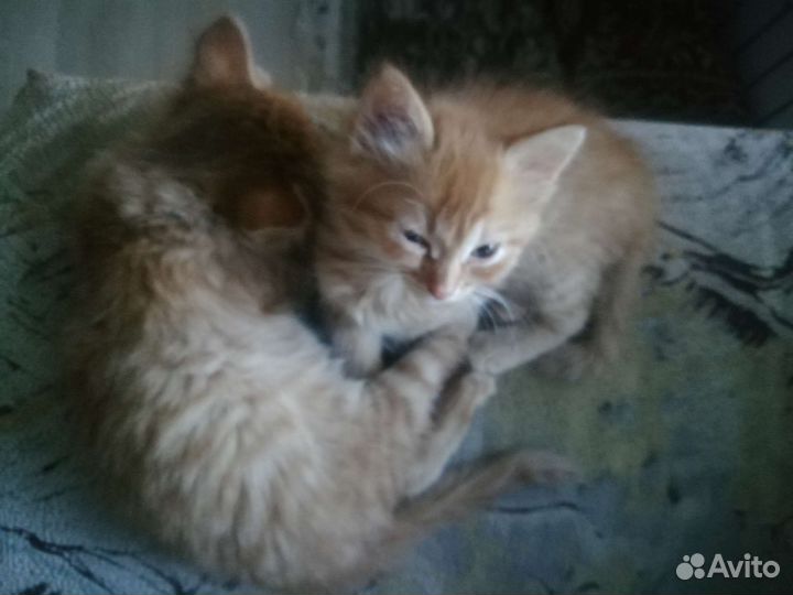 Коты бесплатно