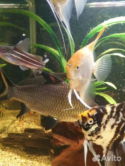 Акулий балу