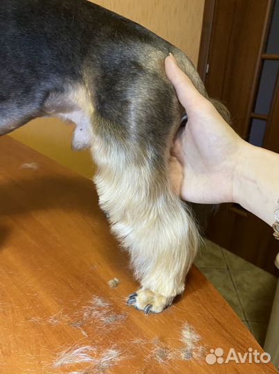 Стрижка собак и кошек