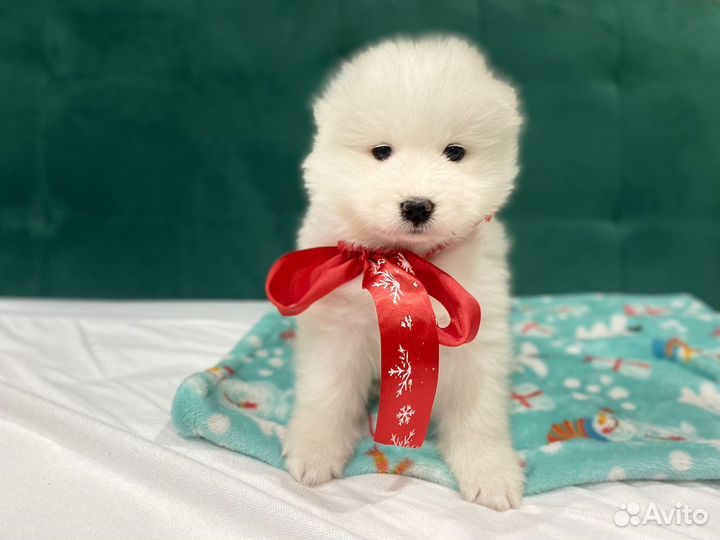 Щенки самоеда