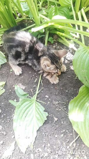 Котята в добрые руки бесплатно