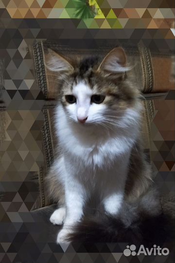 Кот Марсик ищет дом