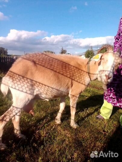 Продаю дойную козу и 2х 6ти месячных козлят