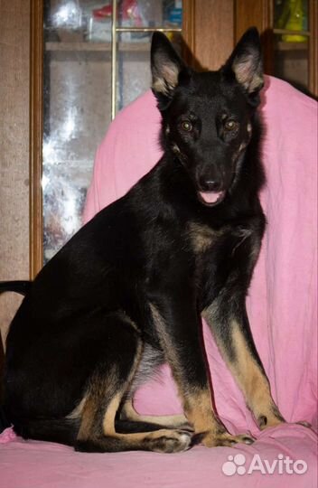 Собака в добрые руки