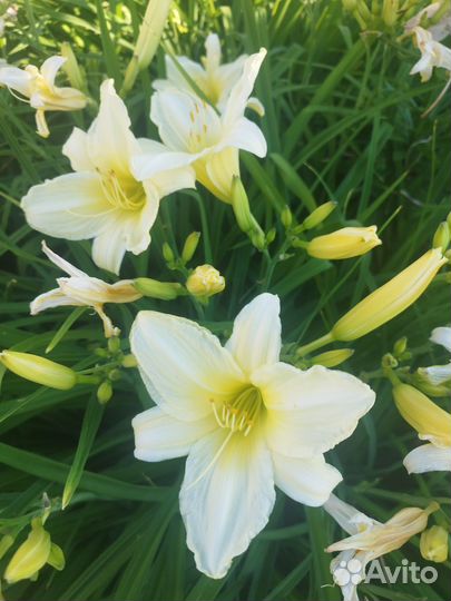 Лилейники сортовые