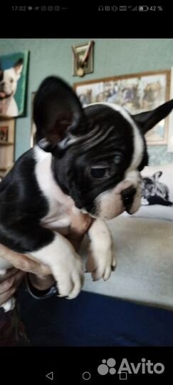 Французский бульдог щенки