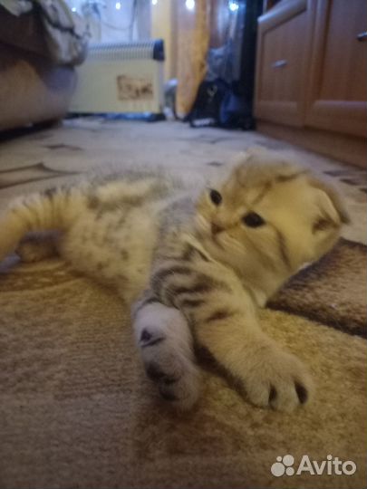 Шотландские вислоухие котята