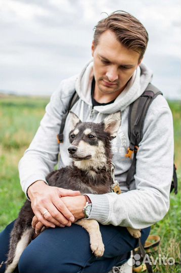 Собака небольшая из приюта в добрые руки