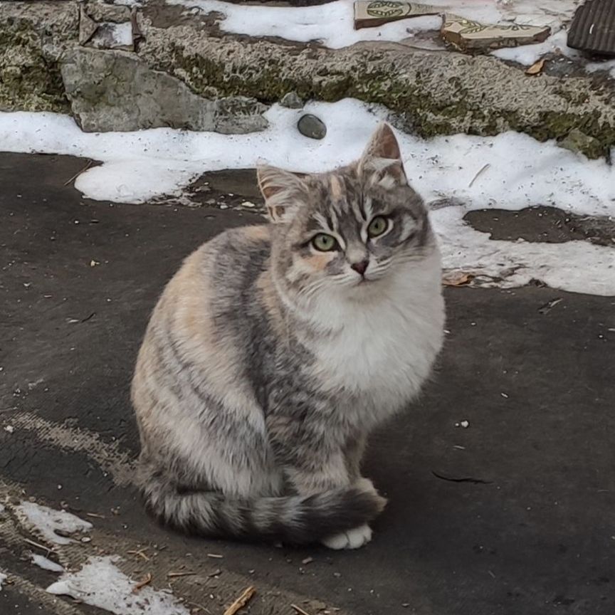 Котики бесплатно в добрые руки