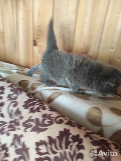 Британский вислоухий кот