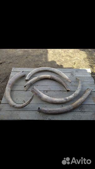 Бивни иамонта