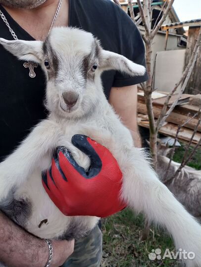 Козы козлята