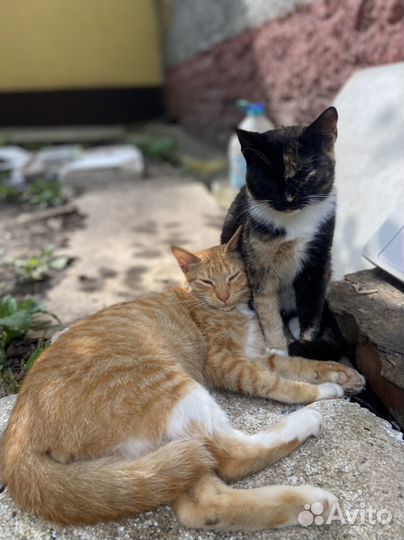 Котики подростки ищут дом