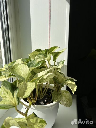 Эпипремнум хэппи лиф лиана, liana, сциндапсус