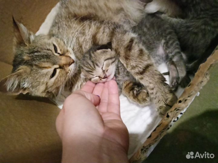 Котик от домашней кошки