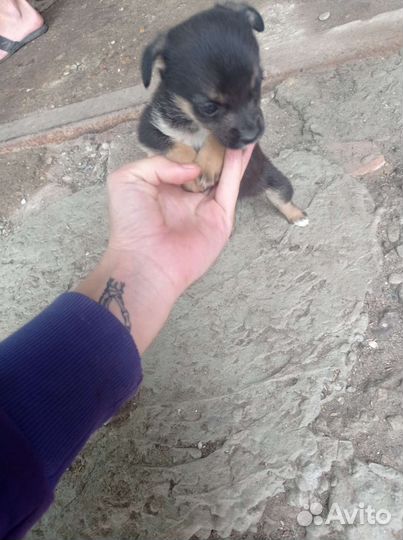 Собака в добрые руки щенок