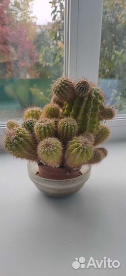 Цветы Кактус