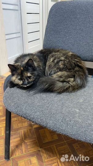 Кошечка в добрые руки