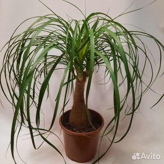 Нолина бокарнея