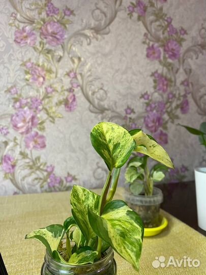 Эпипремнум Хэппи лиф