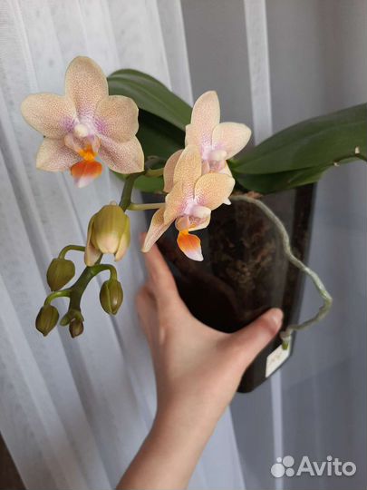 Орхидея шиллериана, мелиса