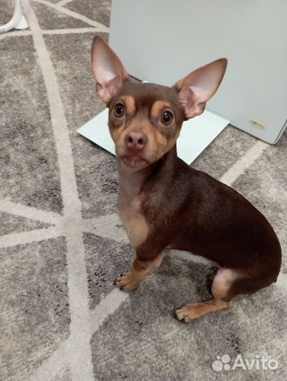 Пражский крысарик