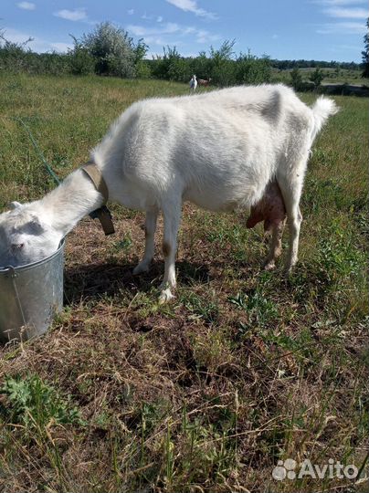 Коза молочная дойная