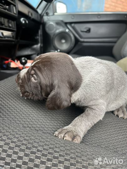 Щенки курцхаара