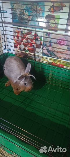 Декоративные кролики