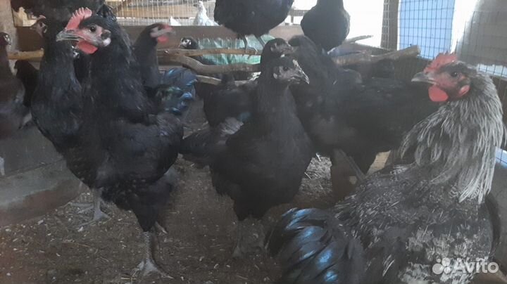 Куры молодки