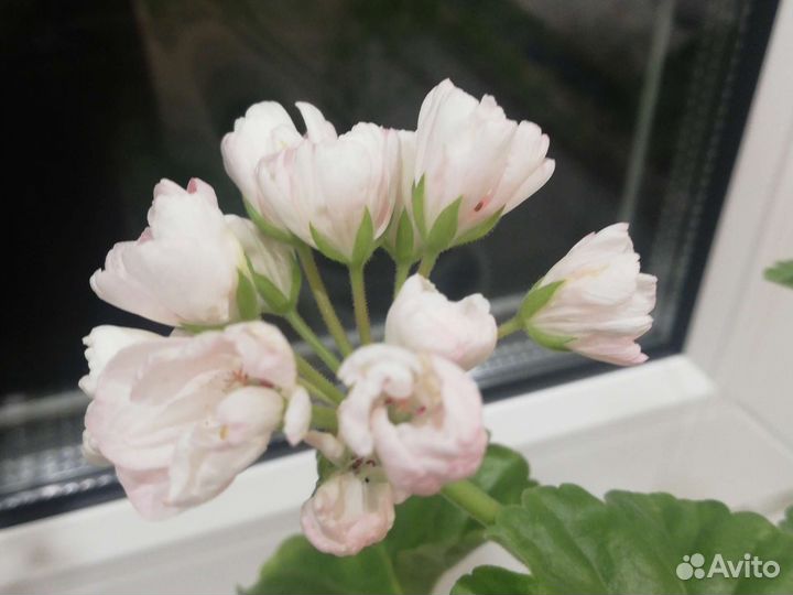 Сортовая тюльпановидная цветущая пеларгония