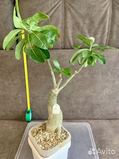 Продам сортовые Адениумы