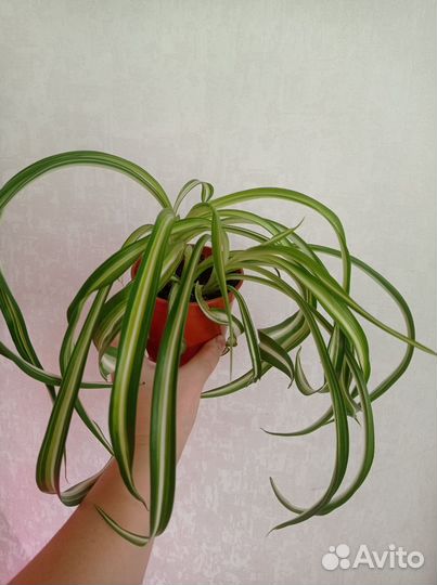 Хлорофитум кудрявый