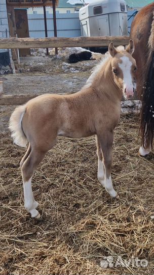 Пони уэльский