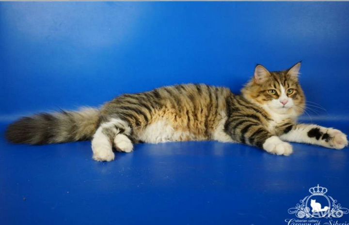 Породистый ласковый сибирский котик