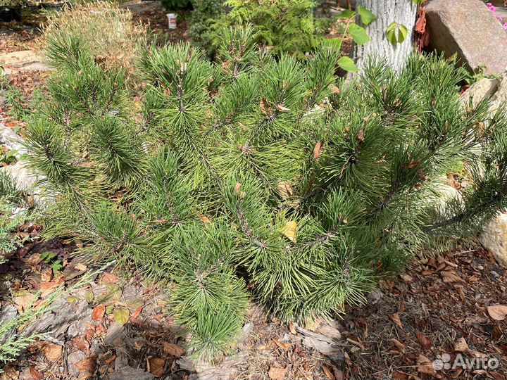 Хвойные растения для вашего сада