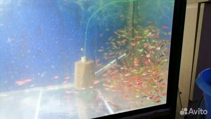 Аквариум