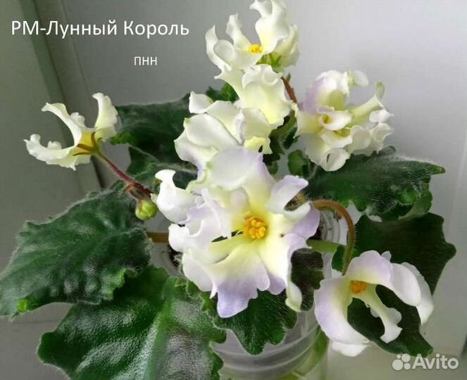 Сортовые фиалки