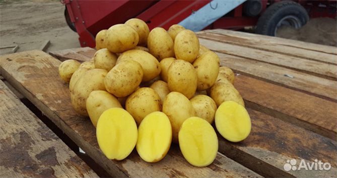 Картофель свежий сорт Гала