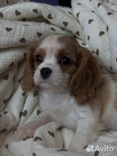 Кавалер кинг чарльз спаниель девочка