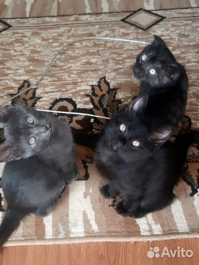 Ищем добрые руки