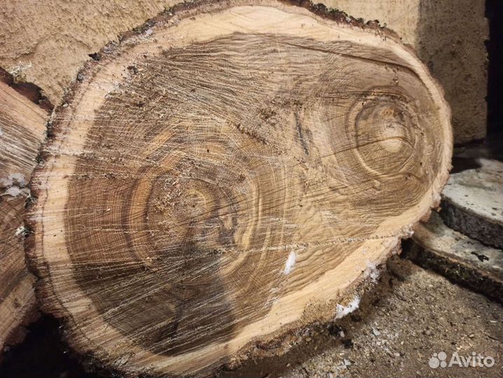 Торцевой спил дуба d50 толщина 10 полусухой