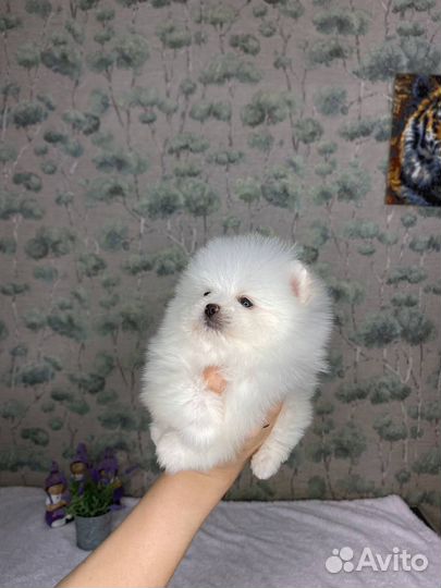 Померанский шпиц мини белый