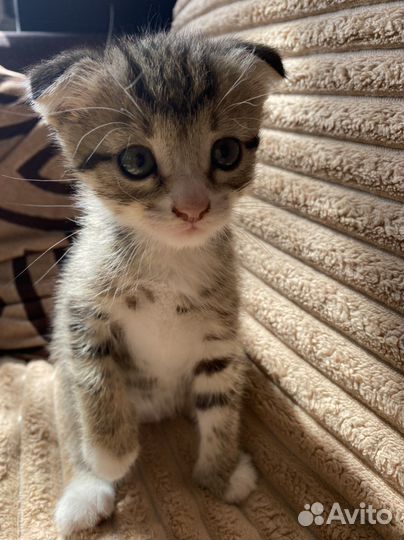 Вислоухие котята