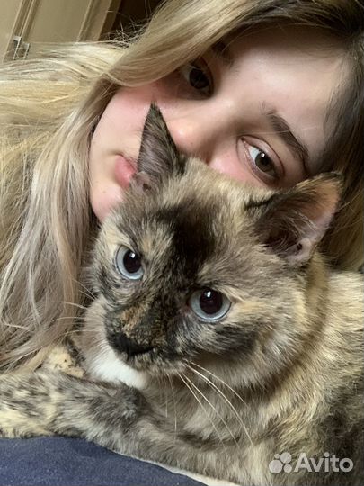 Передержка животных