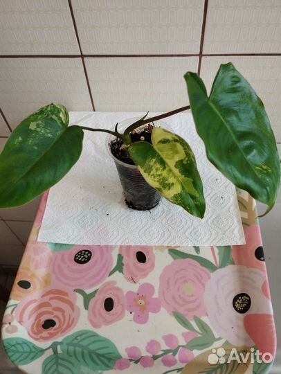 Сингониумы, монстера Альба