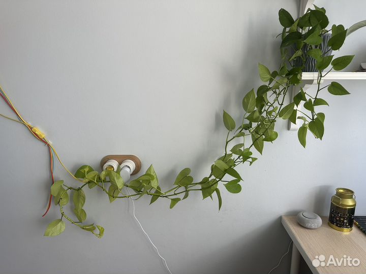 Лианы, сциндаптусы