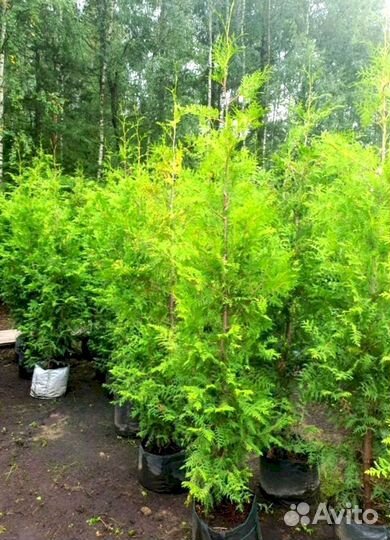 Живая изгородь